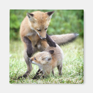 Kutest Baby Animals   Schattige Fox Kit & Mama Magneet