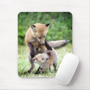 Kutest Baby Animals   Schattige Fox Kit & Mama Muismat