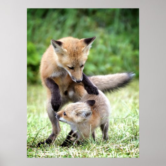 Kutest Baby Animals | Schattige Fox Kit & Mama Poster (Voorkant)