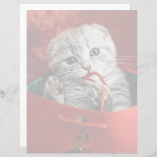 Kutest Baby Animals | Scottish Fold Kitten (Voorkant / Achterkant)