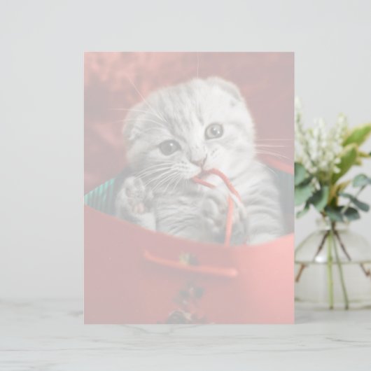 Kutest Baby Animals | Scottish Fold Kitten (Staand voorkant)