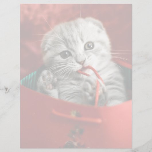 Kutest Baby Animals | Scottish Fold Kitten (Voorkant)