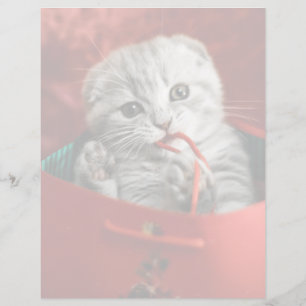 Kutest Baby Animals   Scottish Fold Kitten