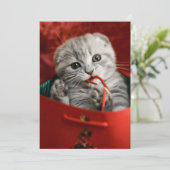 Kutest Baby Animals | Scottish Fold Kitten Bedankkaart (Staand voorkant)