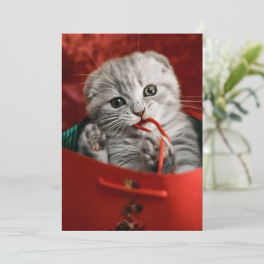 Kutest Baby Animals | Scottish Fold Kitten Bedankkaart (Staand voorkant)