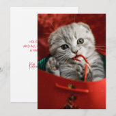 Kutest Baby Animals | Scottish Fold Kitten Bedankkaart (Voorkant / Achterkant)