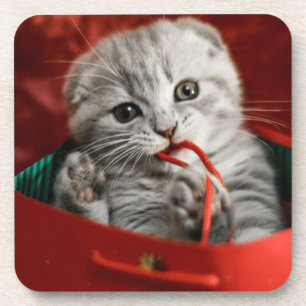 Kutest Baby Animals   Scottish Fold Kitten Bier Onderzetter