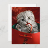 Kutest Baby Animals | Scottish Fold Kitten Briefkaart (Voorkant / Achterkant)