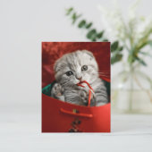 Kutest Baby Animals | Scottish Fold Kitten Briefkaart (Staand voorkant)