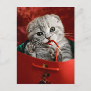 Kutest Baby Animals   Scottish Fold Kitten Briefkaart