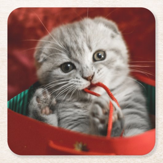 Kutest Baby Animals | Scottish Fold Kitten Kartonnen Onderzetters (Voorkant)