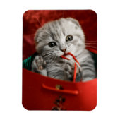 Kutest Baby Animals | Scottish Fold Kitten Magneet (Verticaal)