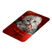 Kutest Baby Animals | Scottish Fold Kitten Magneet (Linkerzijde)