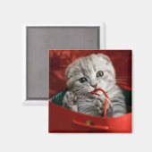 Kutest Baby Animals | Scottish Fold Kitten Magneet (Voorkant / Achterkant)
