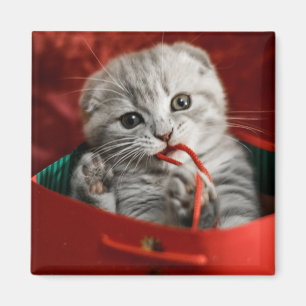 Kutest Baby Animals   Scottish Fold Kitten Magneet
