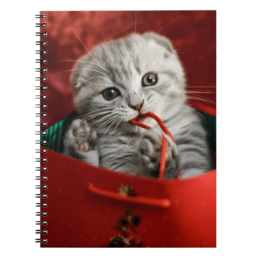 Kutest Baby Animals | Scottish Fold Kitten Notitieboek (Voorkant)