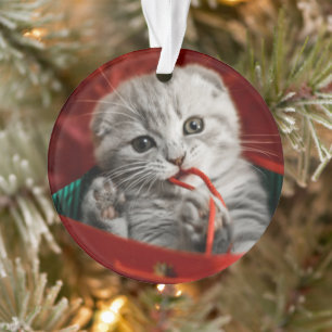 Kutest Baby Animals   Scottish Fold Kitten Ornament