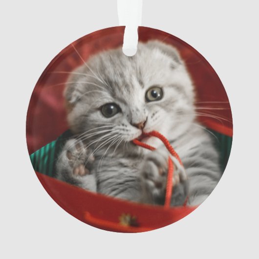 Kutest Baby Animals | Scottish Fold Kitten Ornament (achterkant)