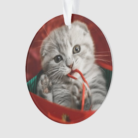 Kutest Baby Animals | Scottish Fold Kitten Ornament (voorkant)