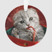 Kutest Baby Animals | Scottish Fold Kitten Ornament (voorkant)
