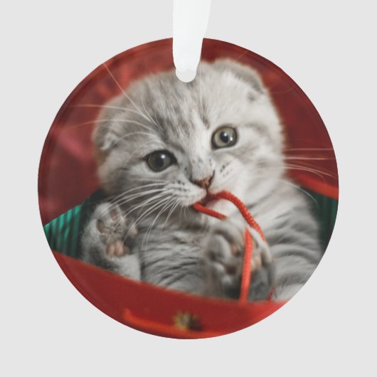 Kutest Baby Animals | Scottish Fold Kitten Ornament (voorkant)