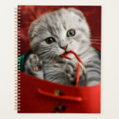 Kutest Baby Animals | Scottish Fold Kitten Planner (Voorkant)