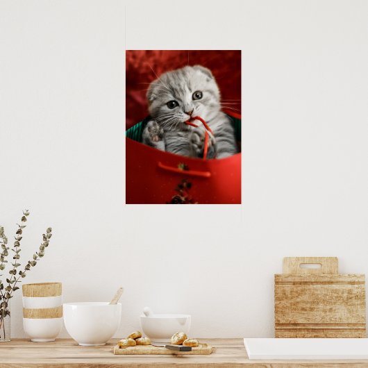 Kutest Baby Animals | Scottish Fold Kitten Poster (Keuken)