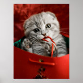 Kutest Baby Animals | Scottish Fold Kitten Poster (Voorkant)