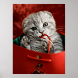 Kutest Baby Animals   Scottish Fold Kitten Poster