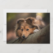Kutest Baby Animals | Shetland Sheepdog Puppy Bedankkaart (Voorkant)