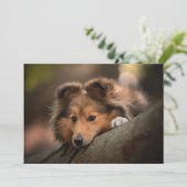 Kutest Baby Animals | Shetland Sheepdog Puppy Bedankkaart (Staand voorkant)