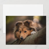 Kutest Baby Animals | Shetland Sheepdog Puppy Bedankkaart (Voorkant / Achterkant)