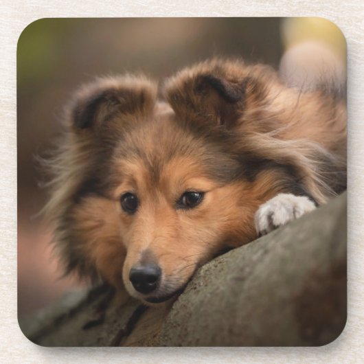 Kutest Baby Animals | Shetland Sheepdog Puppy Bier Onderzetter (Voorkant)