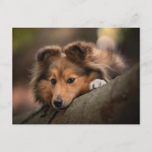 Kutest Baby Animals   Shetland Sheepdog Puppy Briefkaart