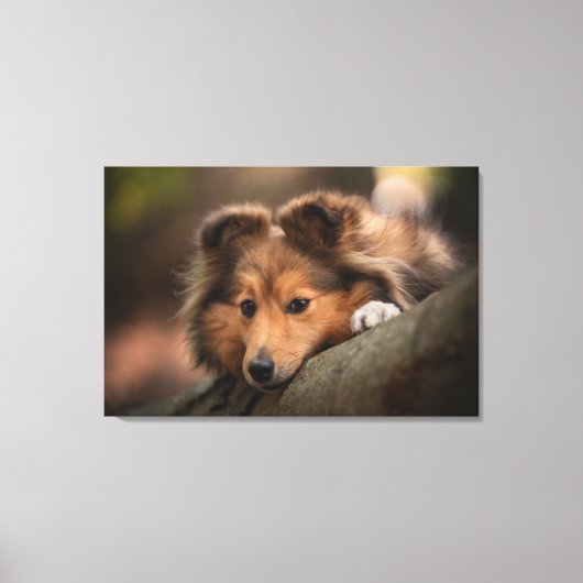 Kutest Baby Animals | Shetland Sheepdog Puppy Canvas Afdruk (Voorkant)