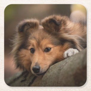 Kutest Baby Animals   Shetland Sheepdog Puppy Kartonnen Onderzetters