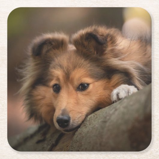 Kutest Baby Animals | Shetland Sheepdog Puppy Kartonnen Onderzetters (Voorkant)