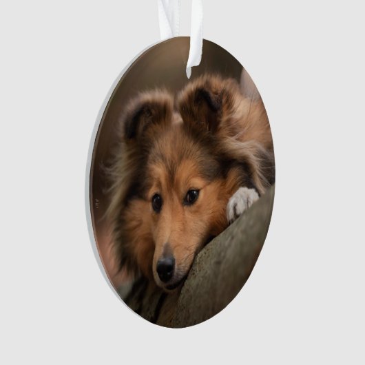 Kutest Baby Animals | Shetland Sheepdog Puppy Ornament (voorkant)