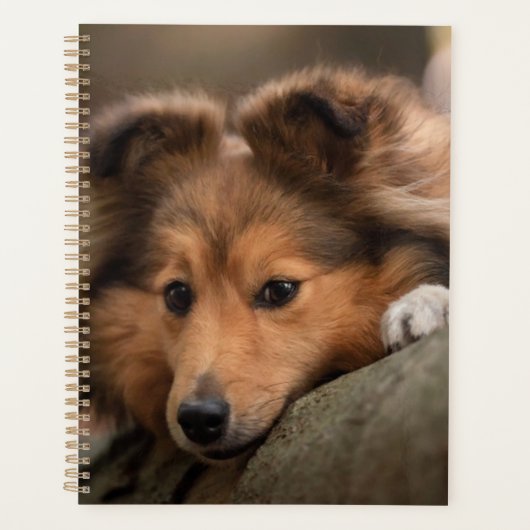 Kutest Baby Animals | Shetland Sheepdog Puppy Planner (Voorkant)