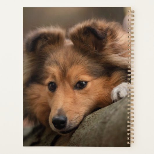 Kutest Baby Animals | Shetland Sheepdog Puppy Planner (Achterkant)