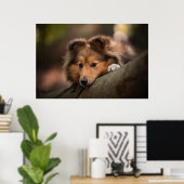 Kutest Baby Animals | Shetland Sheepdog Puppy Poster (Thuiskantoor)