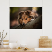 Kutest Baby Animals | Shetland Sheepdog Puppy Poster (Keuken)