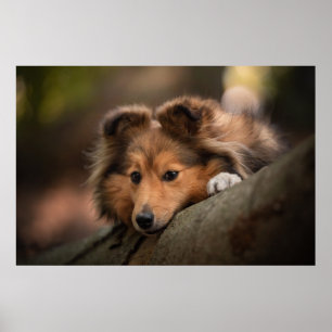 Kutest Baby Animals Shetland Sheepdog Puppy Poster