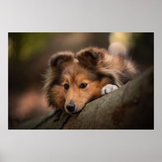 Kutest Baby Animals | Shetland Sheepdog Puppy Poster (Voorkant)