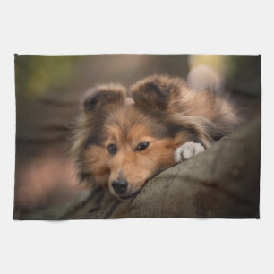 Kutest Baby Animals   Shetland Sheepdog Puppy Theedoek