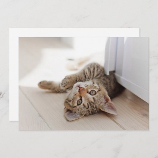 Kutest Baby Animals | Shorthair Tabby Kitten Bedankkaart (Voorkant / Achterkant)