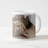 Kutest Baby Animals | Shorthair Tabby Kitten Grote Koffiekop (Voorkant rechts)