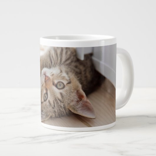 Kutest Baby Animals | Shorthair Tabby Kitten Grote Koffiekop (Voorkant rechts)