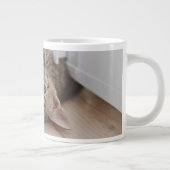 Kutest Baby Animals | Shorthair Tabby Kitten Grote Koffiekop (Rechts)