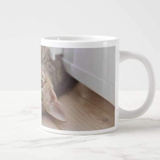 Kutest Baby Animals | Shorthair Tabby Kitten Grote Koffiekop (Rechts)